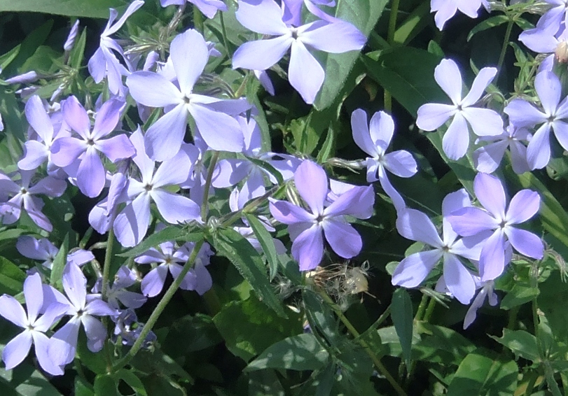 Image of Phlox divaricata specimen.