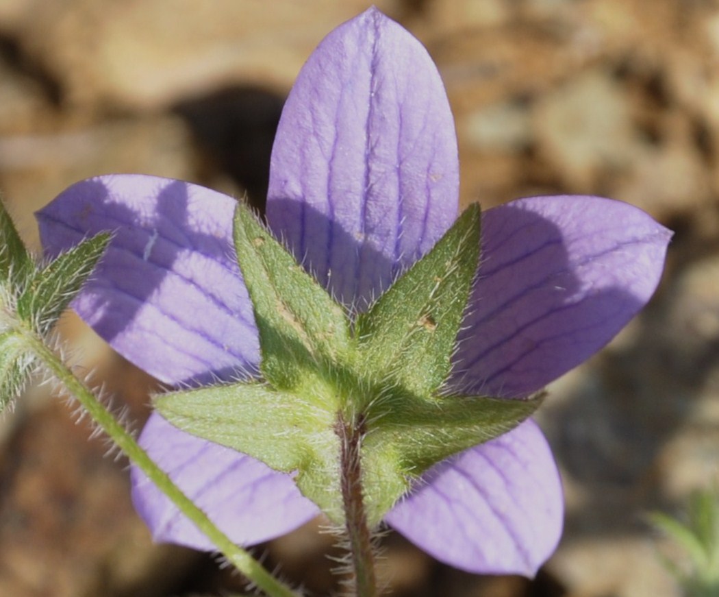 Image of Campanula scutellata specimen.