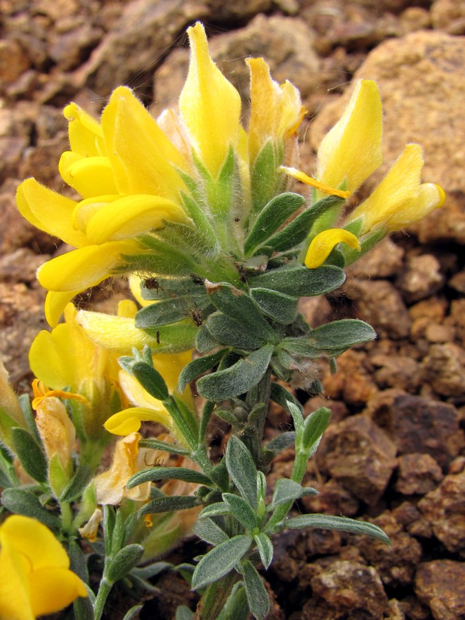 Image of Genista godetii specimen.