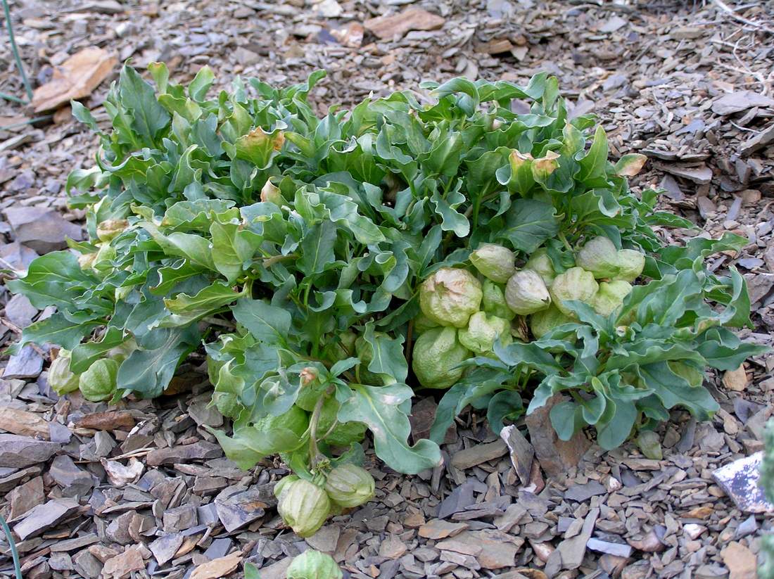 Изображение особи Physochlaina physaloides.