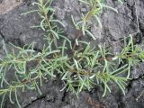Suaeda corniculata