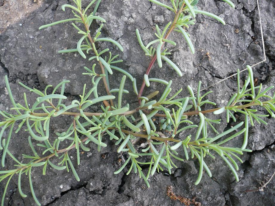 Image of Suaeda corniculata specimen.