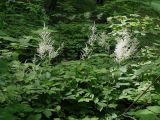 Aruncus dioicus