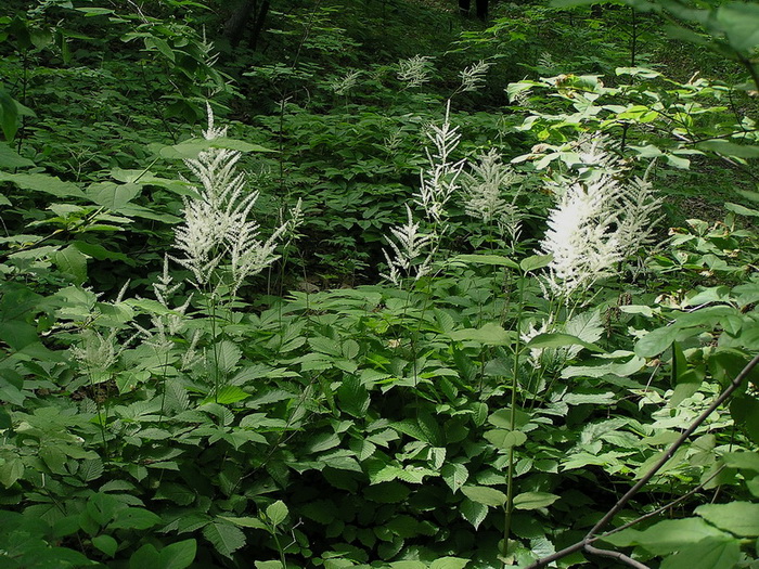 Image of Aruncus dioicus specimen.