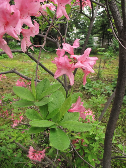 Image of genus Rhododendron specimen.