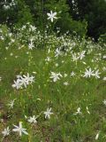 Anthericum ramosum. Соцветия с цветками и завязавшимися плодами. Горный Крым, зап. склон Долгоруковской яйлы. 16 июля 2011 г.