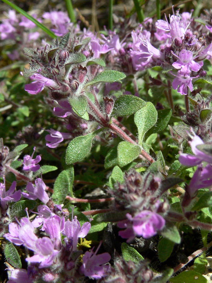 Image of Thymus hirticaulis specimen.