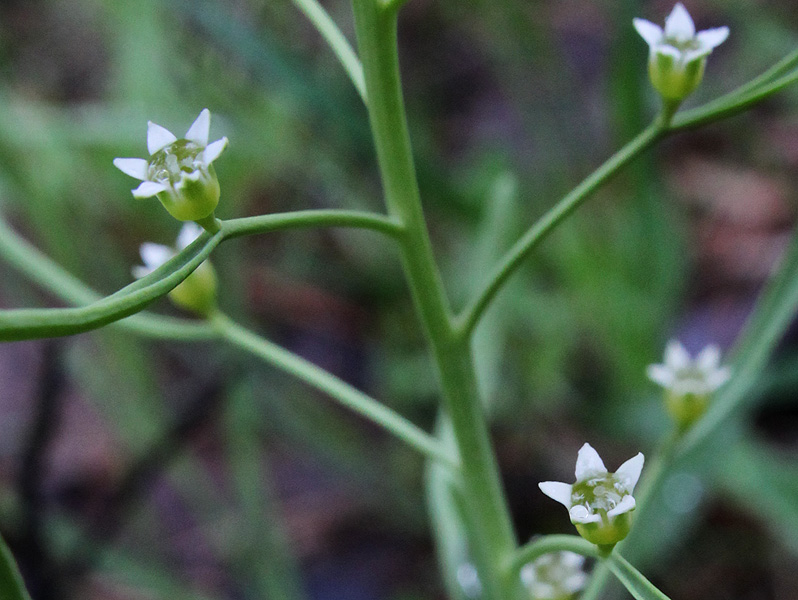 Image of Thesium ebracteatum specimen.