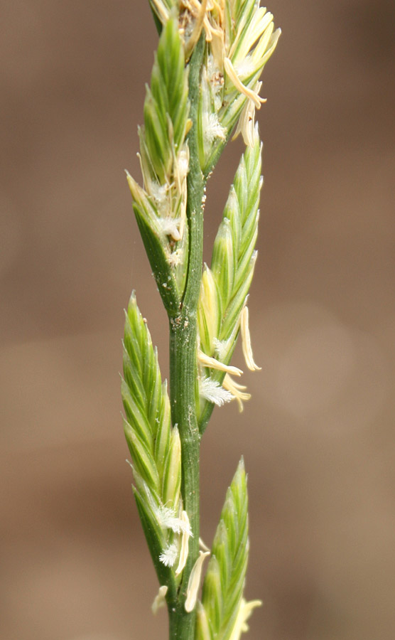 Image of Lolium perenne specimen.