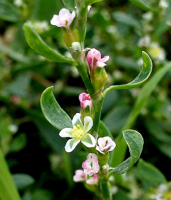 Image of Polygonum aviculare specimen.