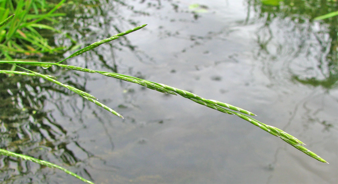 Image of Glyceria fluitans specimen.