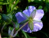 Erodium gruinum