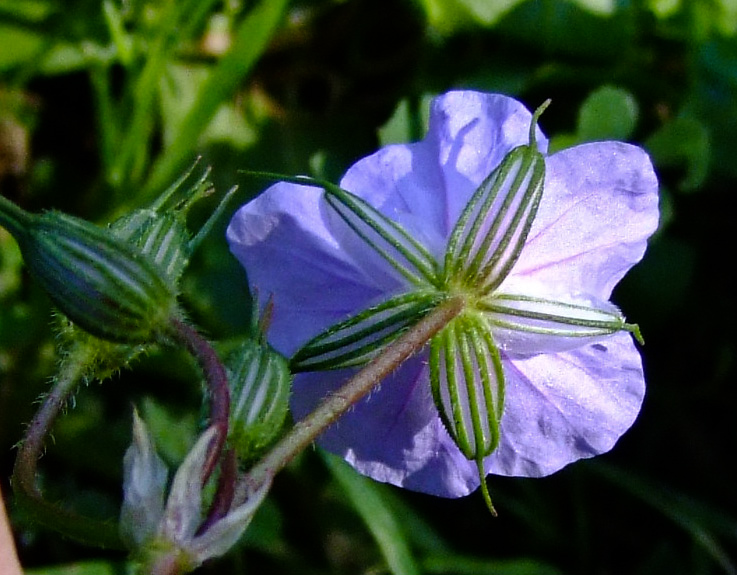 Изображение особи Erodium gruinum.