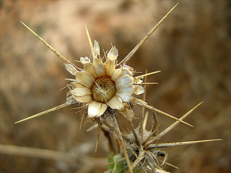 Image of Centaurea procurrens specimen.