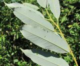 Salix triandra