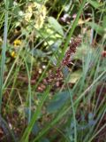 Carex vulpina