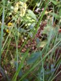 Carex vulpina. Верхушка побега с плодами. Курская обл., Железногорский р-н, ур. Кармановская дача, правобережье р. Мицень. 24 июля 2007 г.