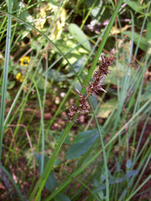 Image of Carex vulpina specimen.