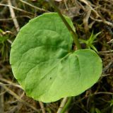 Viola palustris