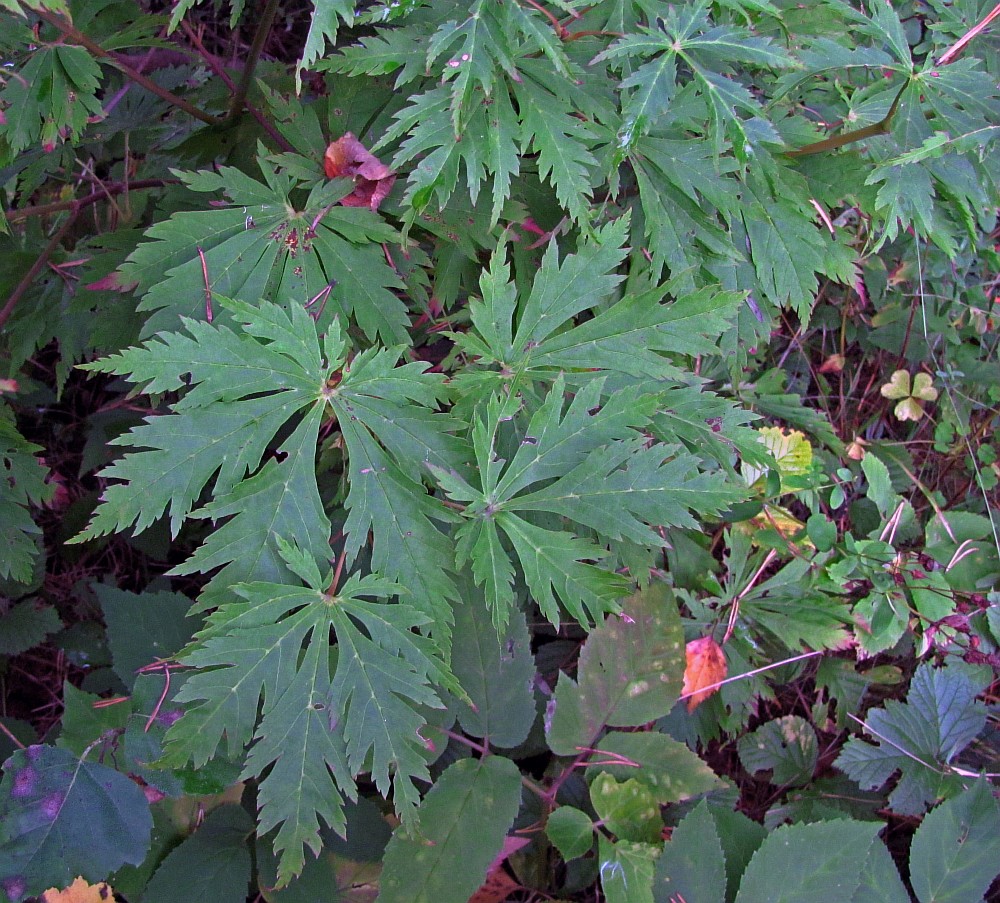 Image of Acer japonicum specimen.