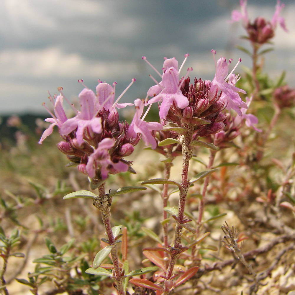 Изображение особи Thymus calcareus.