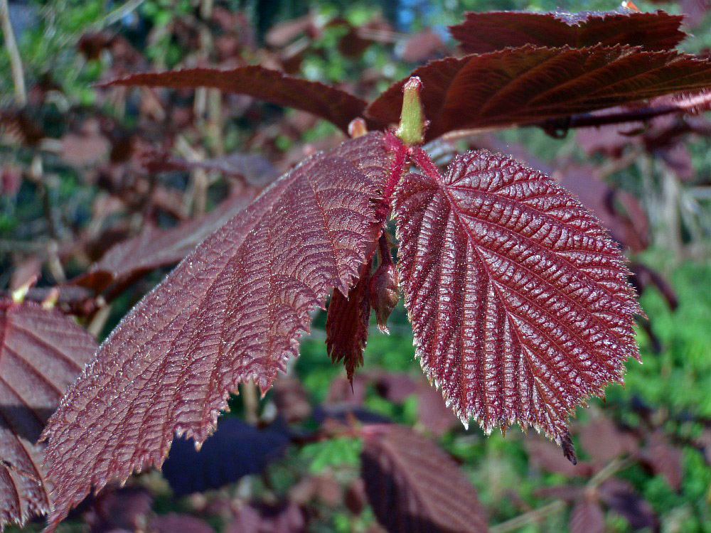 Image of Corylus avellana specimen.