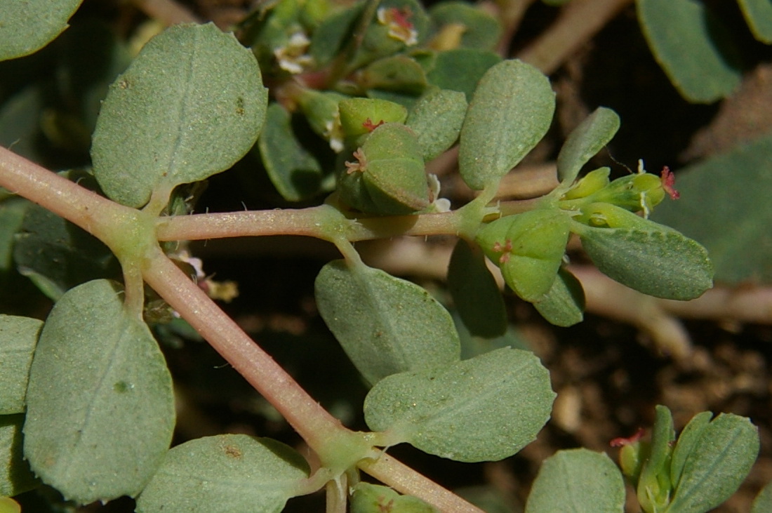 Image of Euphorbia chamaesyce specimen.