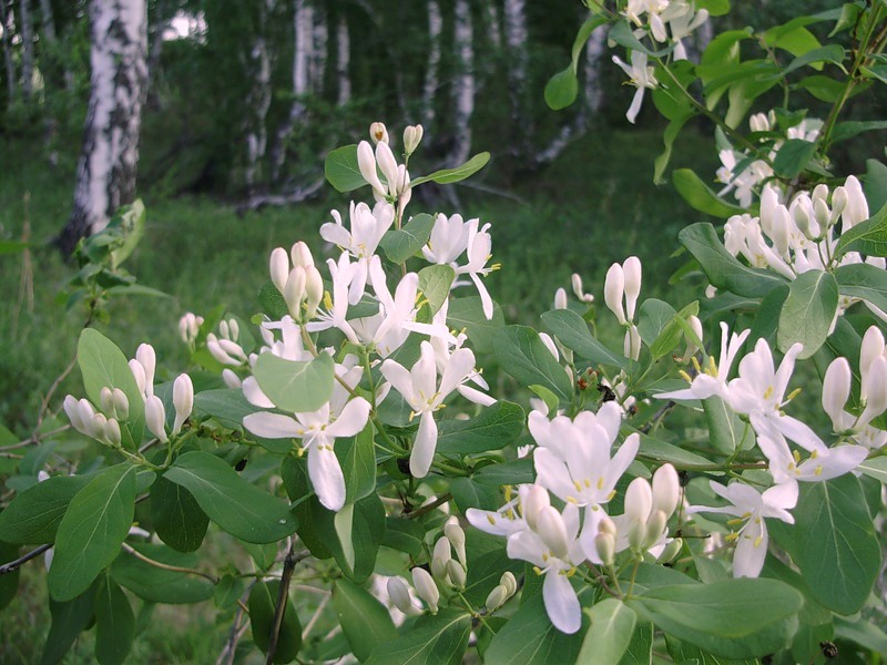 Image of Lonicera tatarica specimen.