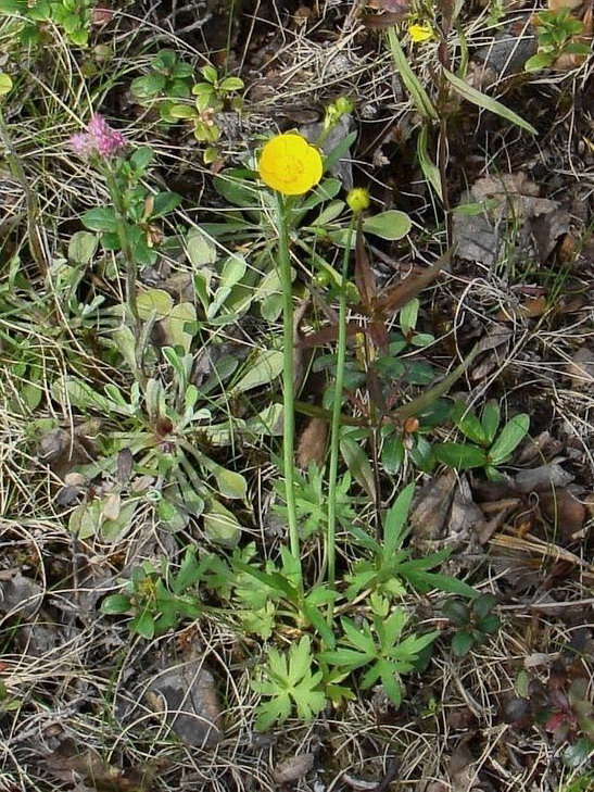 Изображение особи Ranunculus glabriusculus.