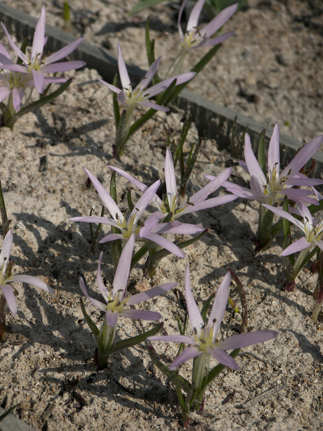 Image of Merendera sobolifera specimen.