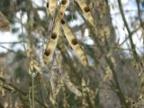 Laburnum anagyroides