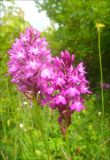 Anacamptis pyramidalis. Соцветия. Черноморское побережье Кавказа, Новороссийск, долина реки Дюрсо, шибляк. 11 июня 2011 г.