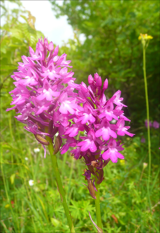 Изображение особи Anacamptis pyramidalis.