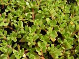 Portulaca oleracea