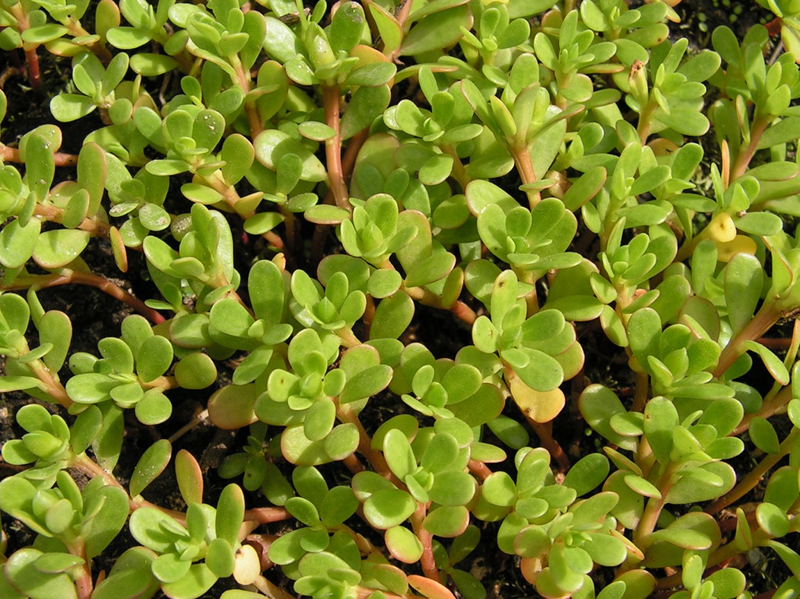 Image of Portulaca oleracea specimen.