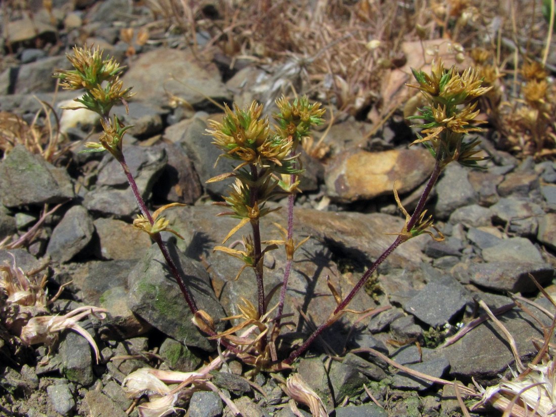 Изображение особи Scleranthus verticillatus.