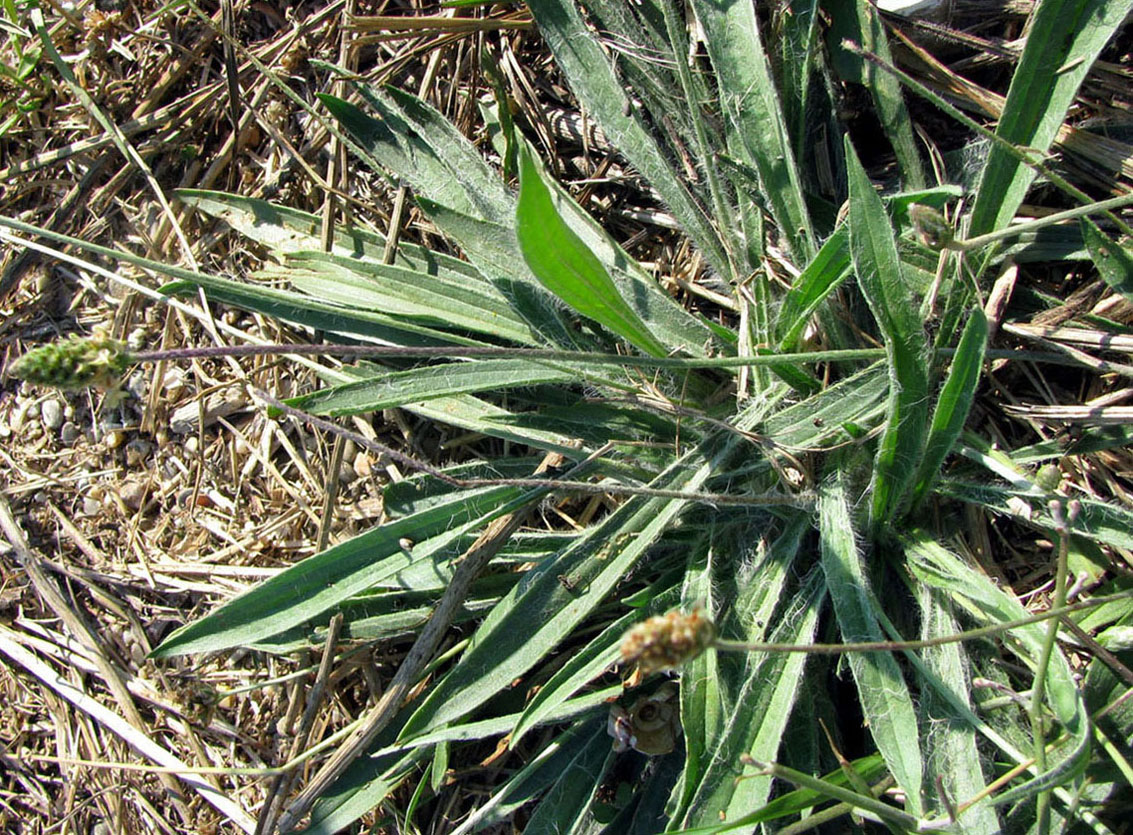 Изображение особи Plantago dubia.