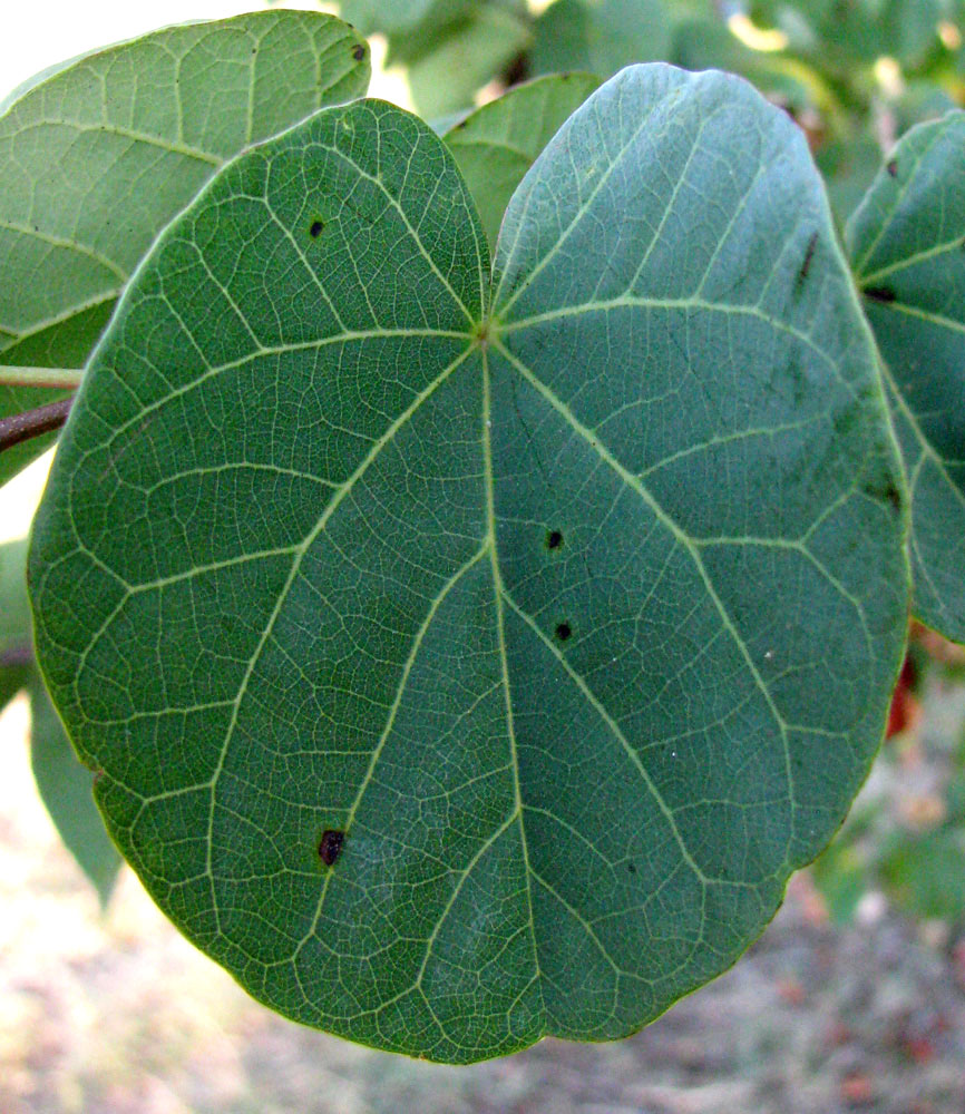 Изображение особи Cercis siliquastrum.