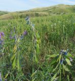 Vicia tenuifolia. Соцветия с цветками и завязавшимися плодами. Казахстан, Восточно-Казахстанская обл.; Западный Алтай, скл. Ульбинского хребта, окр. с. Ушановское. 06.06.2012.