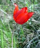 Tulipa suaveolens