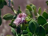 Capparis cartilaginea