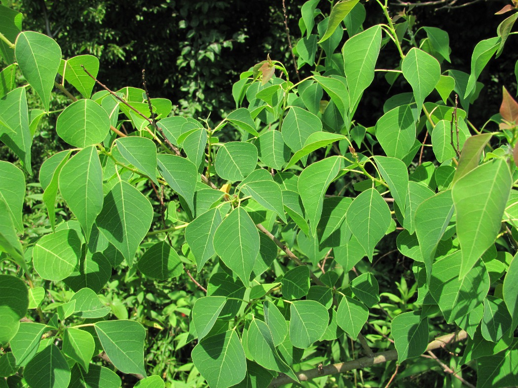 Изображение особи Triadica sebifera.