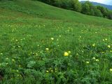 Trollius europaeus