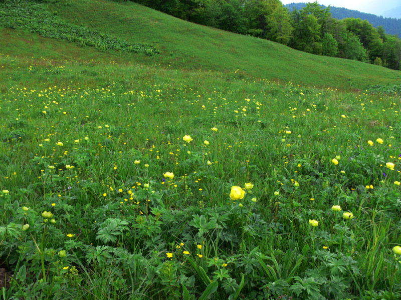 Изображение особи Trollius europaeus.