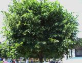 Tilia platyphyllos