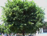 Tilia platyphyllos. Крона цветущего и плодоносящего дерева. Курская обл., г. Железногорск. 11 июля 2007 г.