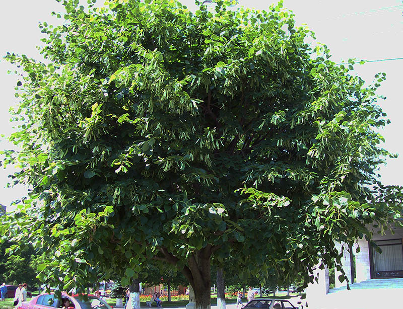 Image of Tilia platyphyllos specimen.