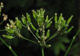 Anthriscus sylvestris