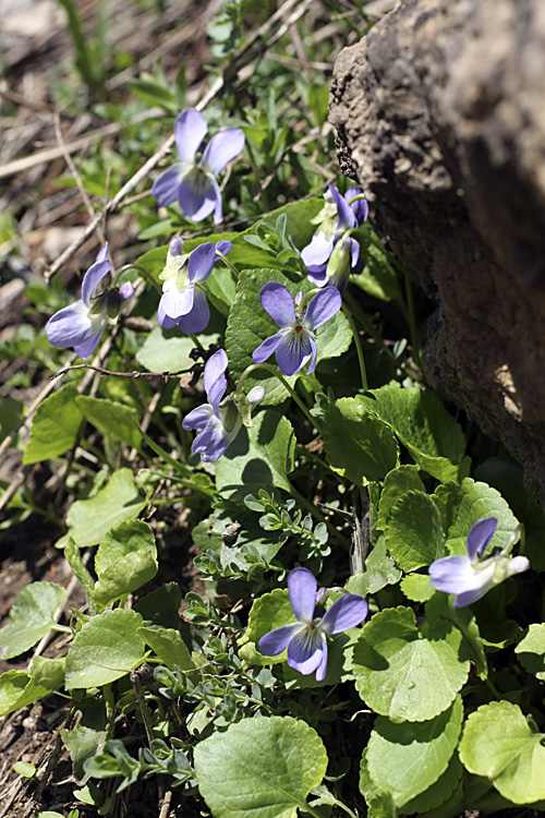 Image of Viola suavis specimen.