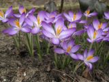 Crocus tommasinianus